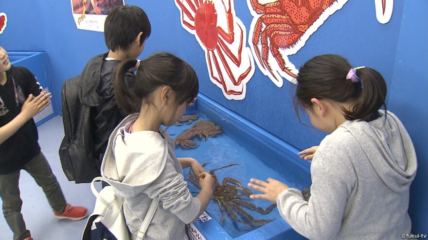 「海の幸タッチ」が大人気　越前松島水族館