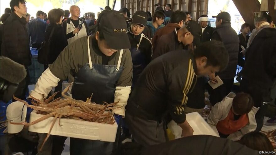 越前がに漁解禁!!　漁港は初競りで活気