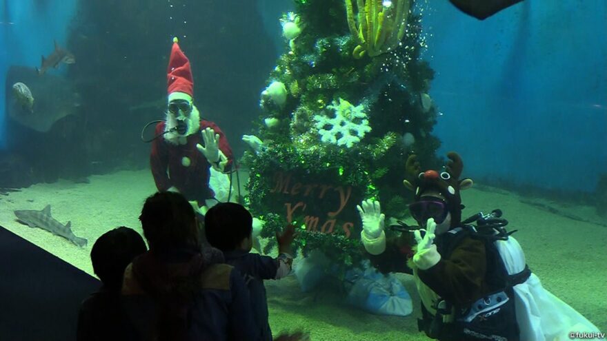 水槽の中にクリスマスツリー登場～越前松島水族館