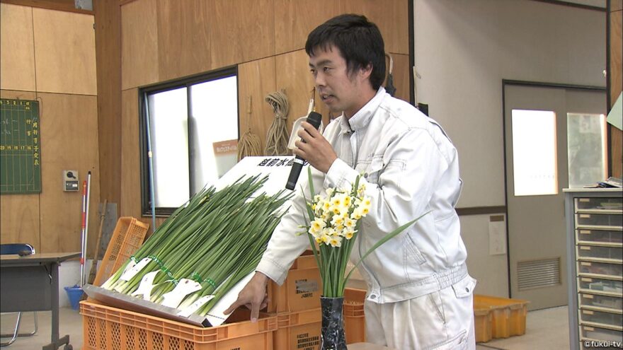 越前水仙　出荷シーズン控え目揃え会