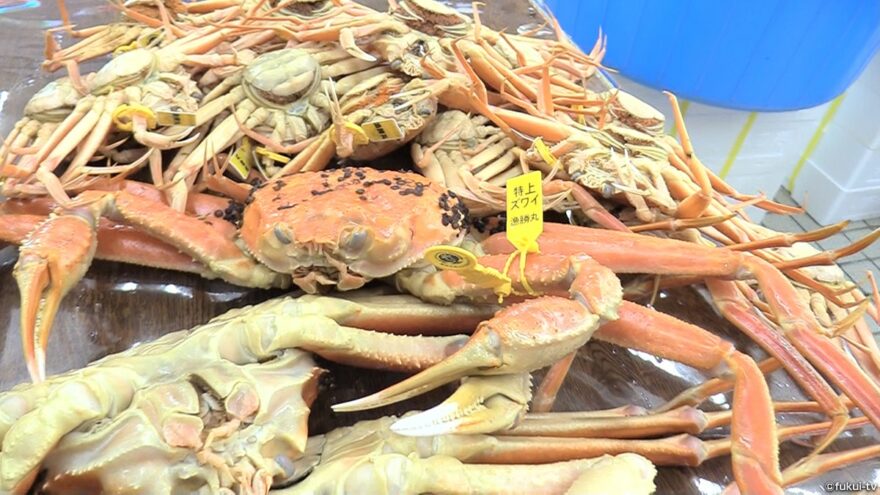 冬の味覚の王者は健在　越前がに店頭に