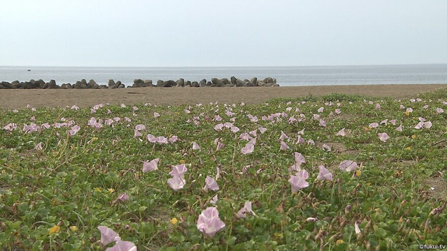 初夏の訪れ告げる！ハマヒルガオ見頃