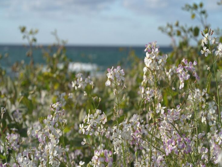 青い海と白いダイコンの花