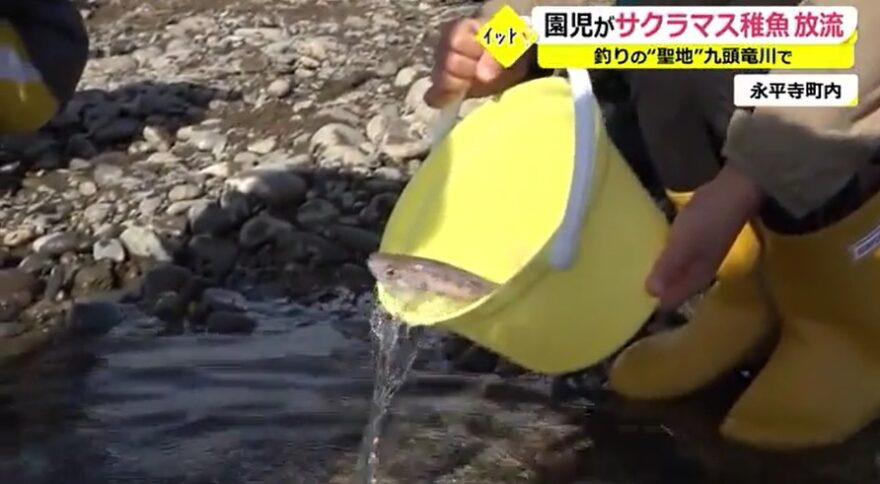 サクラマスの稚魚を放流！