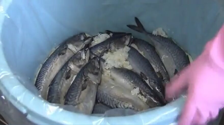立冬に「サバのなれずし」仕込み