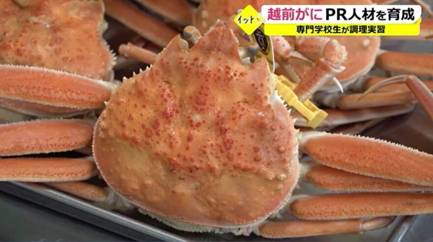 越前がにをＰＲ人材を育成！！