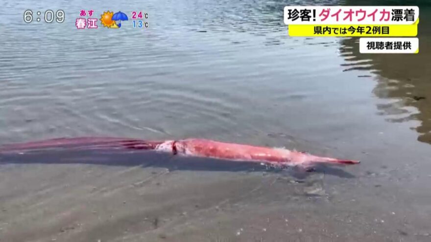 生きたダイオウイカ発見！ 3メートル超・80キロ　小浜市の海岸