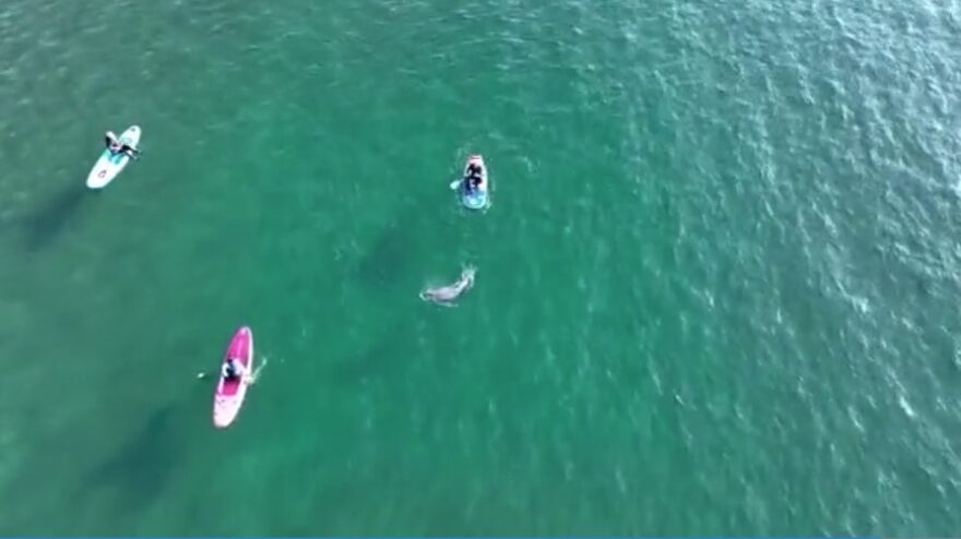 海水浴場にイルカ