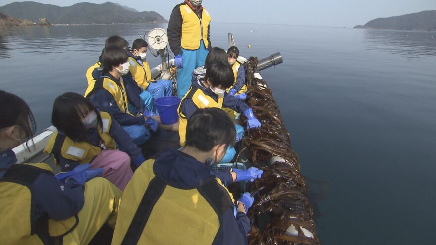 若狭高校名物！ワカメ実習