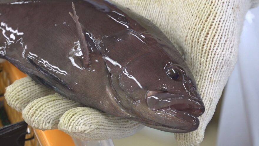 高級ブランド魚「若狭まはた」稚魚の出荷始まる！