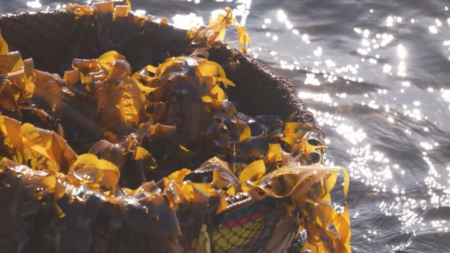 ブランド魚「若狭ふぐ」稚魚の出荷始まる　