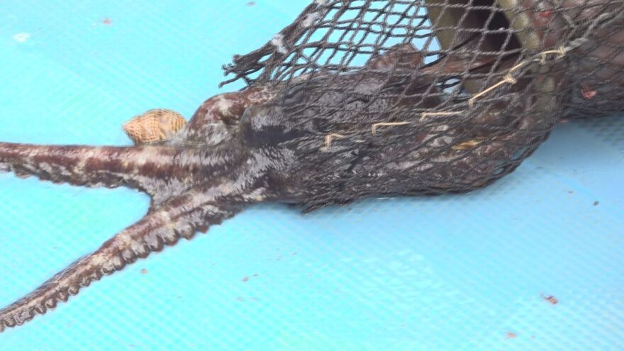 越前焼のタコつぼでタコ漁体験