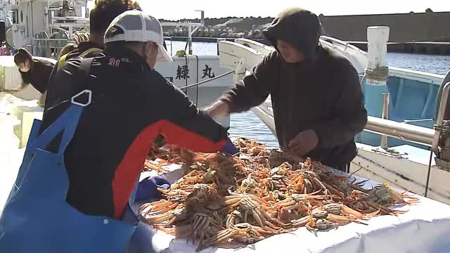 解禁！越前がに漁　初日の出漁は3年ぶり　
