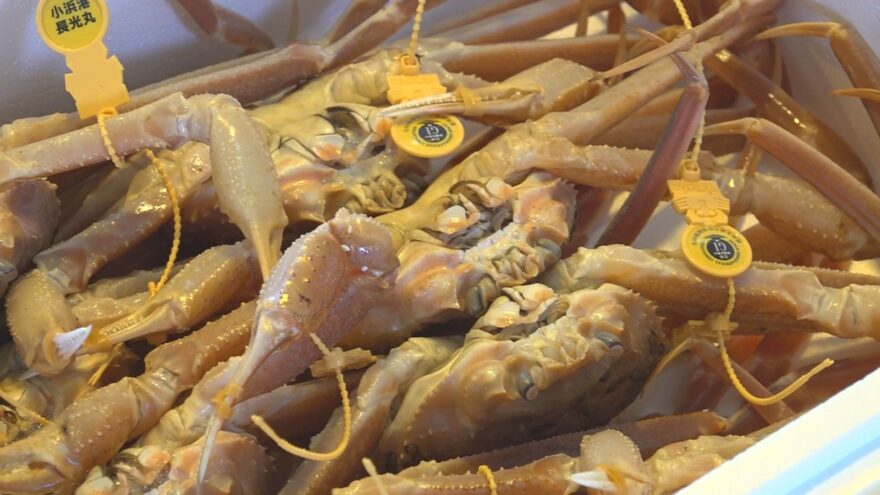 小浜漁港でも「越前がに」初競り