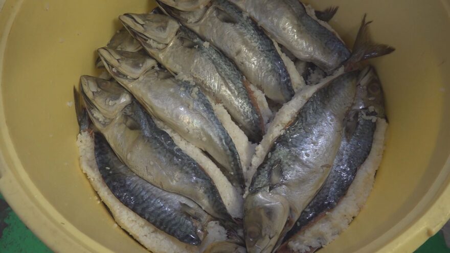 「鯖のなれずし」仕込みが小浜で最盛期