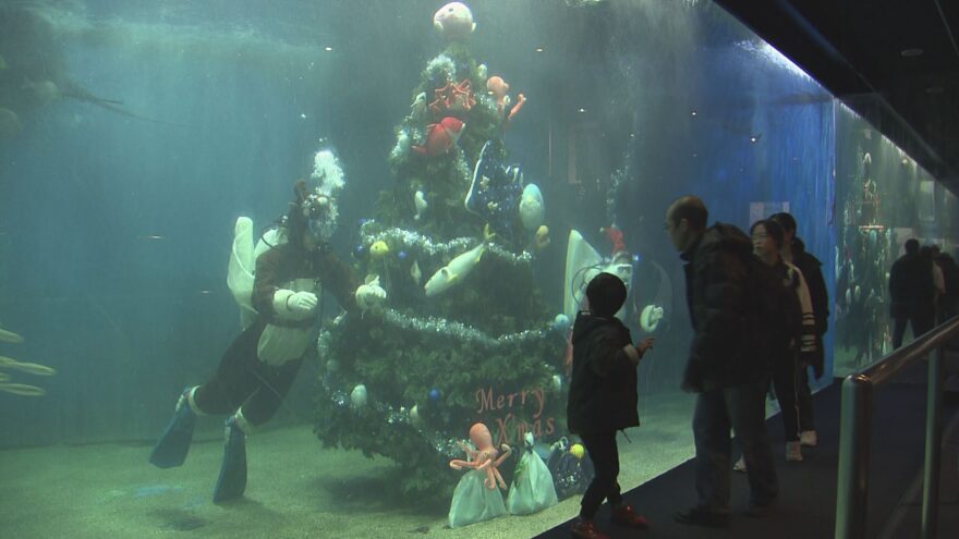 魚たちもクリスマス　越前松島水族館の大水槽に巨大ツリー登場