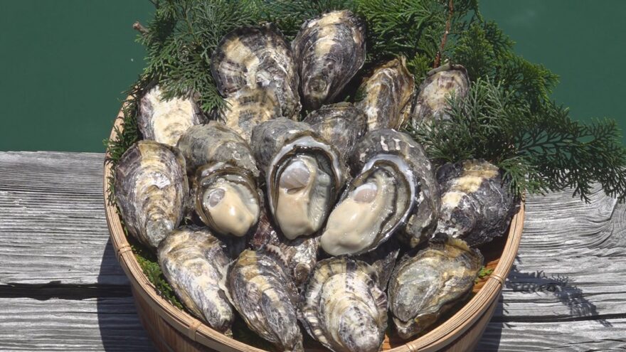 小浜湾で“高水温に強いカキ”の量産化に成功　日本海側での養殖発展に期待
