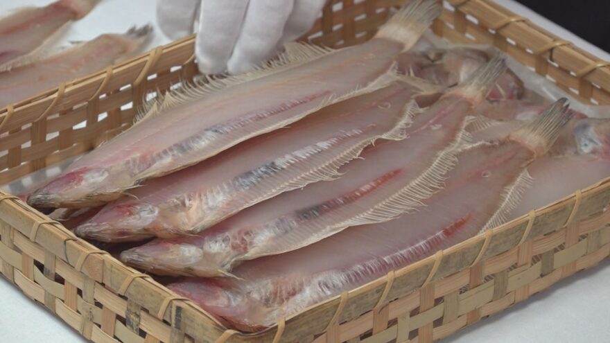 「若狭かれい」皇室献上へ箱詰め　大きさ、色つやで75枚を厳選