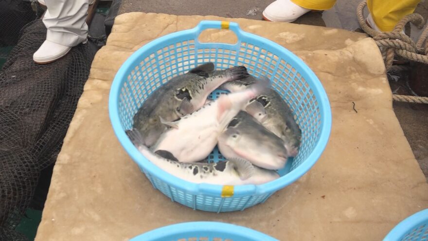 ブランド魚「敦賀ふぐ」出荷が最盛期