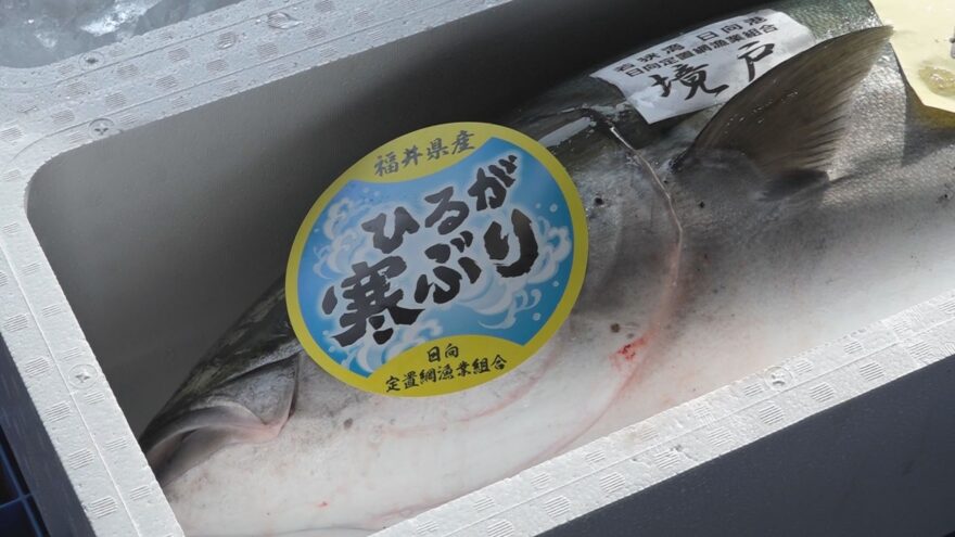 「待ちに待った」大漁！寒ブリ1400本【美浜町の日向漁港】