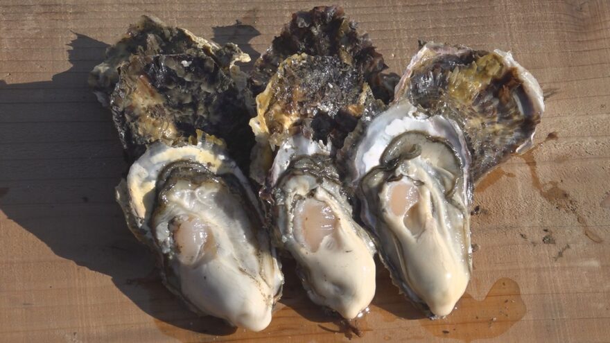 冬の味覚「若狭かき」の出荷が小浜市で最盛期