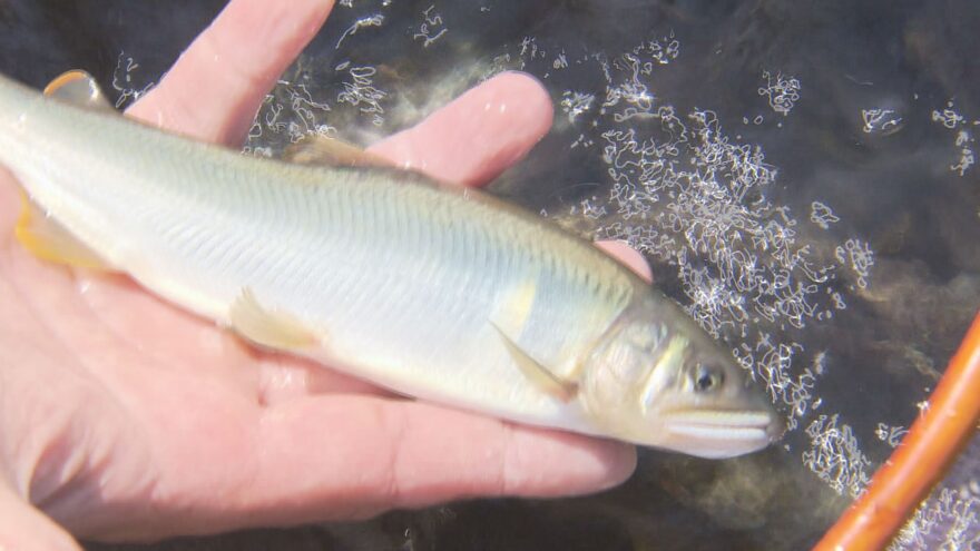 アユ釣りの“メッカ”…永平寺町の育成施設に稚魚の搬入始まる