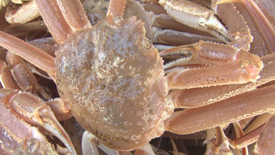 安い！うまい！　庶民の味方「水ガニ漁」が解禁