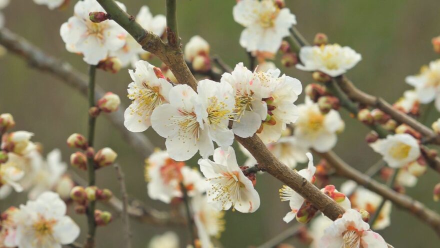 三方五湖に春の便り
