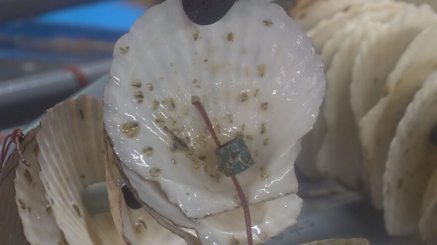 猛暑に強いマガキ　福井県立大が稚貝育成